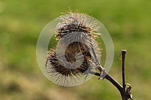 Arctium lappa, commonly called greater burdock, gob?, edible burdock, lappa, beggar\'s buttons, thorny burr, or happy major