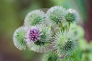 Arctium lappa, greater burdock flowers closeup selective focus