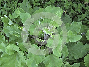 Arctium lappa plant close up photo