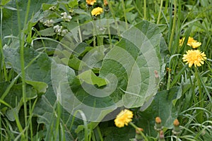 Arctium lappa - Young burdock leaves in early summer