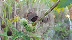 Arctium minus, commonly known as lesser burdock, little burdock, louse-bur, common burdock, button-bur, cuckoo-button, or wild rhu photo