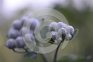 Arctium tomentosum with light violet colour