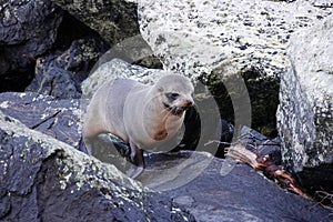 Fur seal puppy at Milford Sound, New Zealand