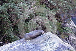 Fur seal puppy on rock at Milford Sound, New Zealand