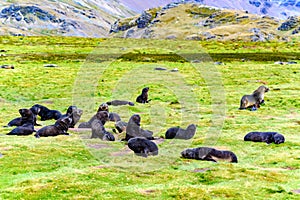 Arctocephalus gazella- Antarctic fur seal pups in beautiful landscape with mountains in South Georgia