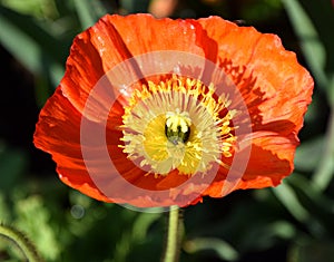 Arctomecon merriamii, red poppy from above