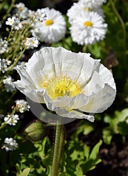 Arctomecon merriamii, white poppy in the garden