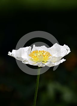 Arctomecon merriamii, white poppy macro