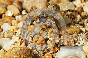 Arctosa cinerea,close-up photo