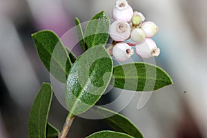 Arctostaphylos `Emerald Carpet`, Carpet Manzanita