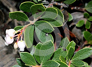 Arctostaphylos `Emerald Carpet`, Carpet Manzanita