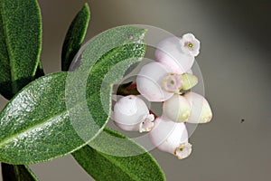 Arctostaphylos `Emerald Carpet`, Carpet Manzanita