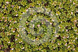 Arctostaphylos uva ursi flowering photo