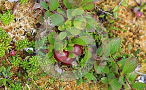 Arctostaphylos uva-ursi low shrub, also known as Kinnikinnick or bearberry