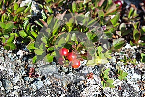 Arctostaphylos uva-ursi low shrub, also known as Kinnikinnick or bearberry photo
