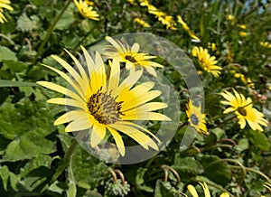 Arctotheca calendula or capeweed bright yellow flowers