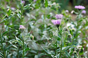 Arctotis flowers in the flowerbed, summer flowers in the garden photo