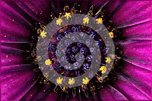 arctotis purple flower