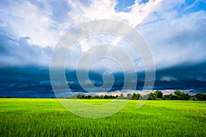 Arcus clouds over the green rice field photo