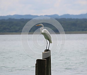 Ardea alba perched on a wodden dock post, lake PetÃÂ©n ItzÃÂ¡. photo