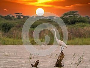 Ardea alba/ white heron portrait