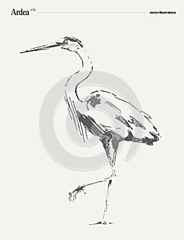 Ardea bird realistic vector illustration, sketch