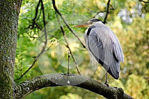 Ardea cinerea