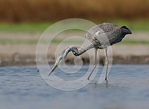 Ardea cinerea