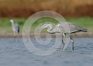 Ardea cinerea