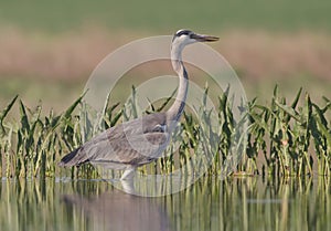 Ardea cinerea