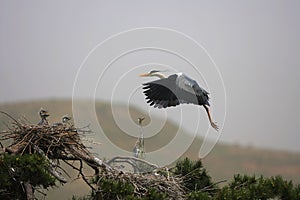 Ardea cinerea(6)