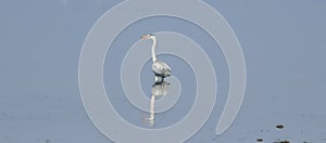 Ardea cinerea, bird of the heron family, Ardeidae, Grey heron photo
