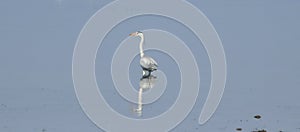 Ardea cinerea, bird of the heron family, Ardeidae, Grey heron