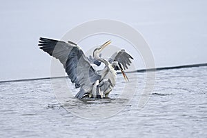 Ardea cinerea, grey heron