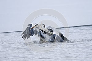 Ardea cinerea, grey heron