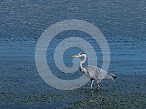 Ardea cinerea grey heron on the seashore