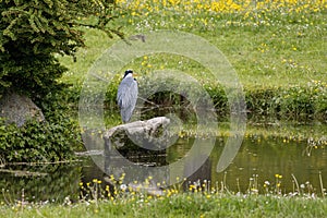 Ardea cinerea grey heron sitting on stone in pond