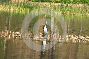 Ardea cinerea heron