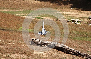 Ardea cinerea heron basking in the sun