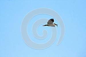 Ardea cinerea heron flying in the sky with fish