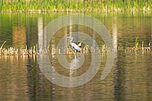 Ardea cinerea heron