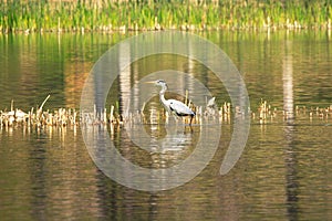 Ardea cinerea heron