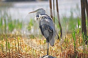 Ardea cinerea heron