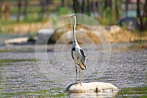 Ardea cinerea heron