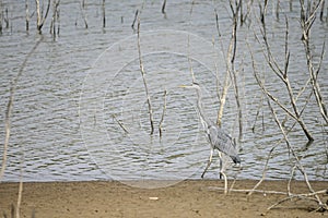 Ardea cinerea o Garza real, es una especie de ave pelecaniforme de la familia Ardeidae. photo
