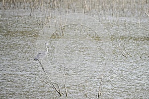 Ardea cinerea o Garza real, es una especie de ave pelecaniforme de la familia Ardeidae. photo