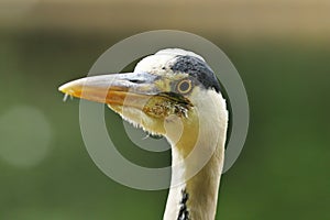 Ardea cinerea portrait