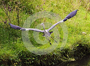 Ardea cinerea taking off.