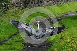 Ardea cinerea with wings spread.