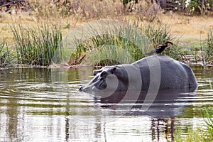 Ardea goliath perched on hippo's back